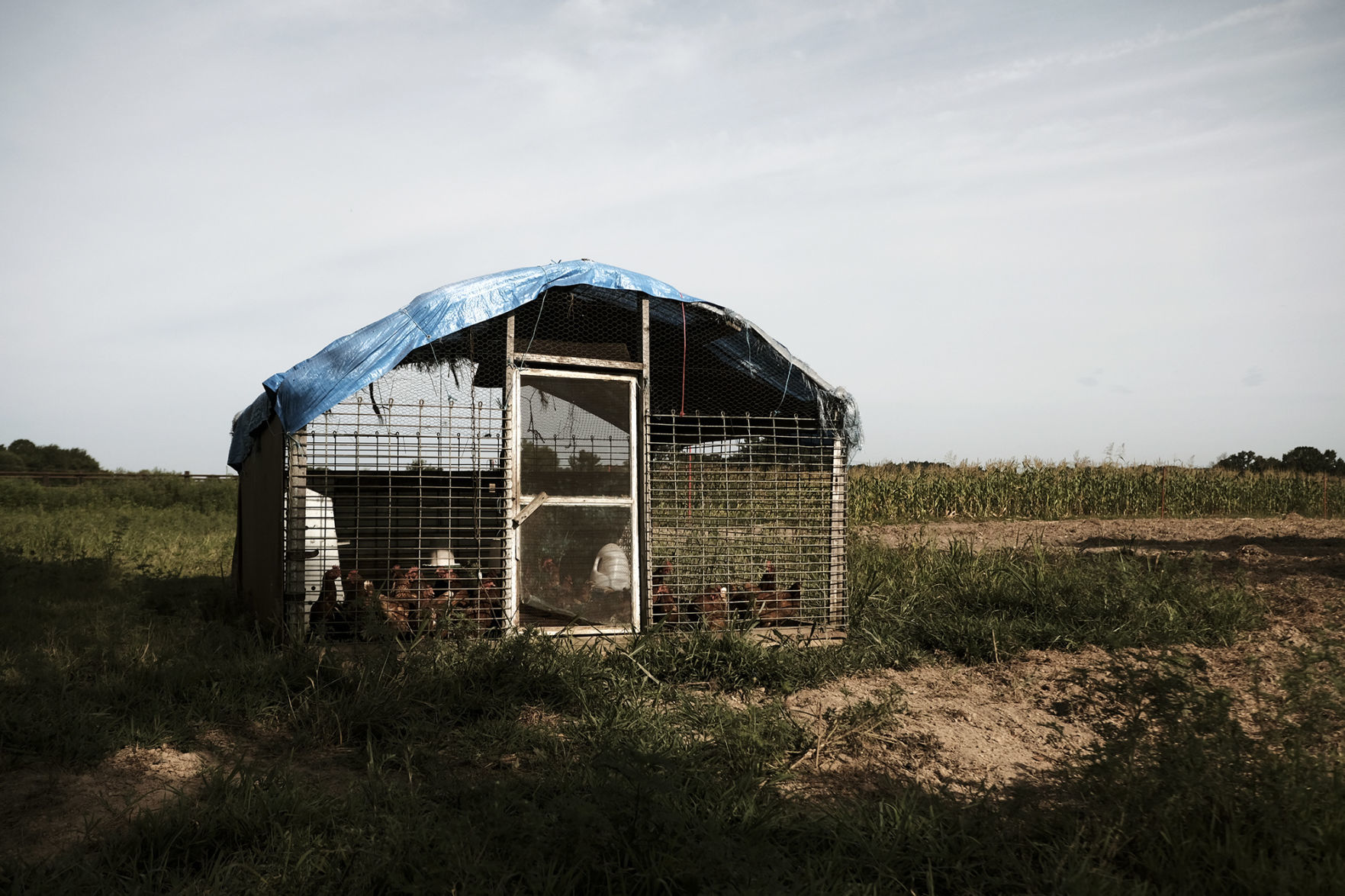 Amish Chickens